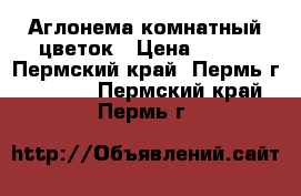 Аглонема комнатный цветок › Цена ­ 150 - Пермский край, Пермь г.  »    . Пермский край,Пермь г.